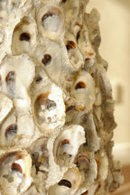 Oyster Shell Pot Tall natural texture