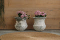 Pot Bluebell