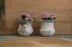 Pot Bluebell
