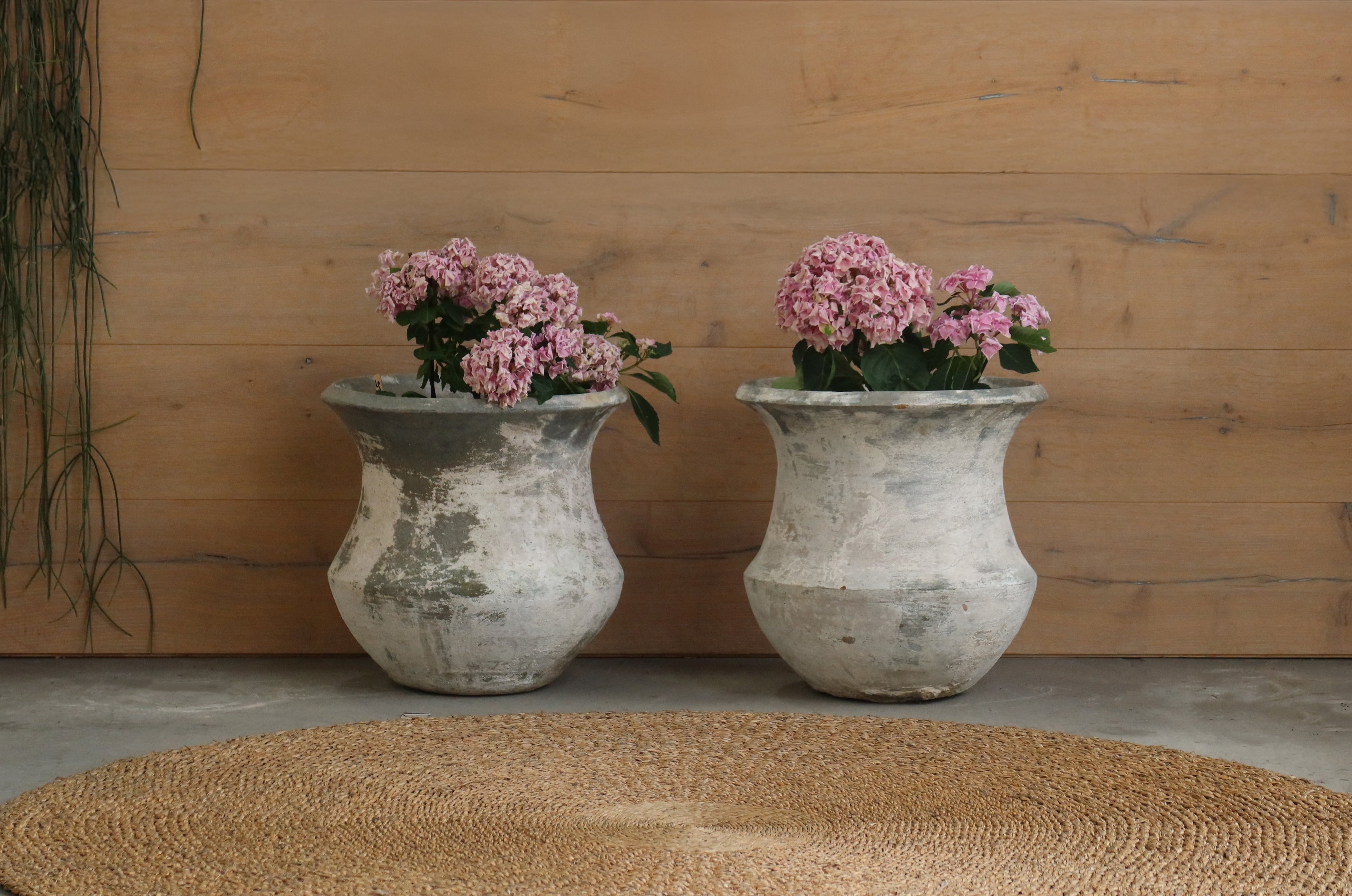 Pot Bluebell