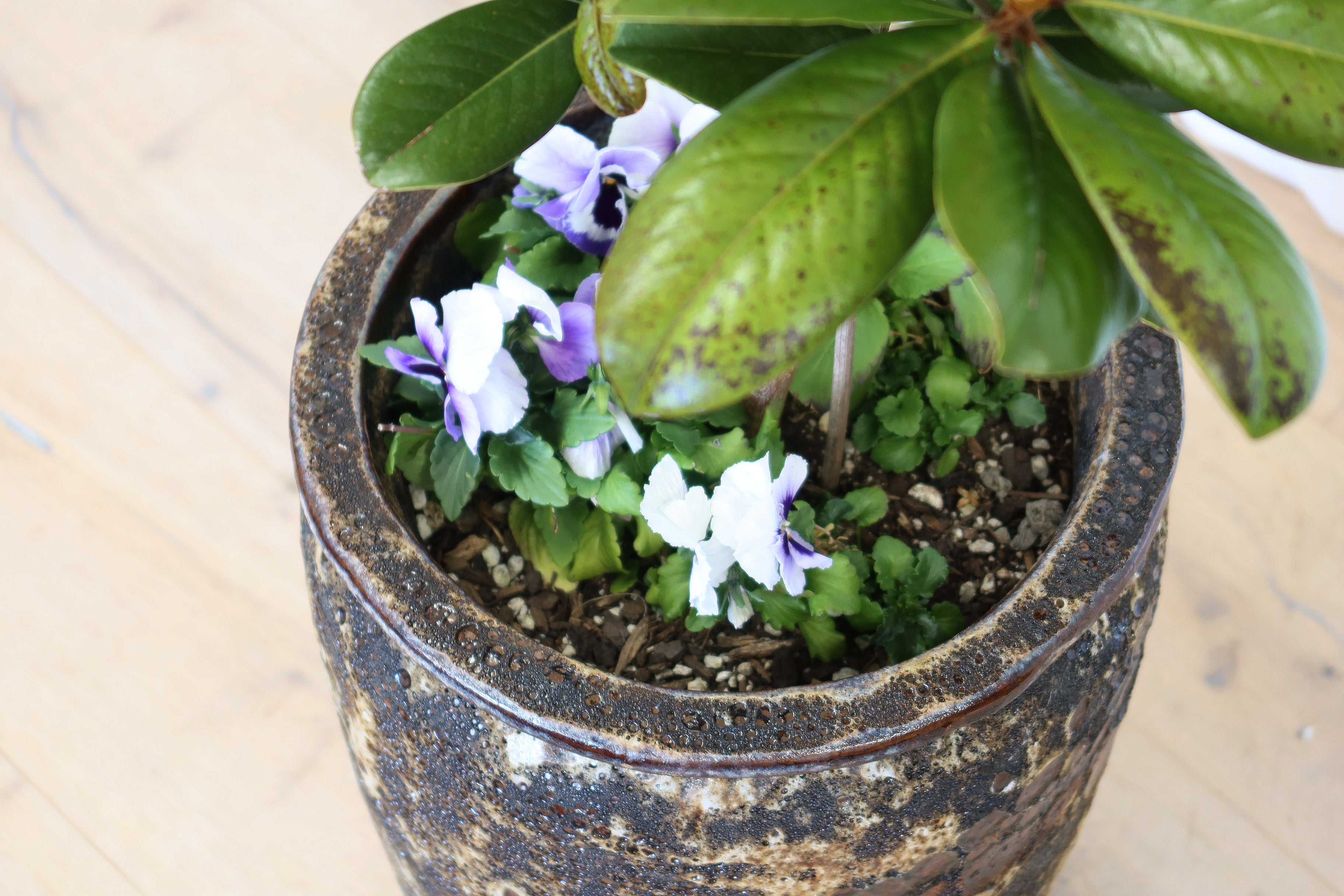 Atlantis Glaze Pot Blue/Brown