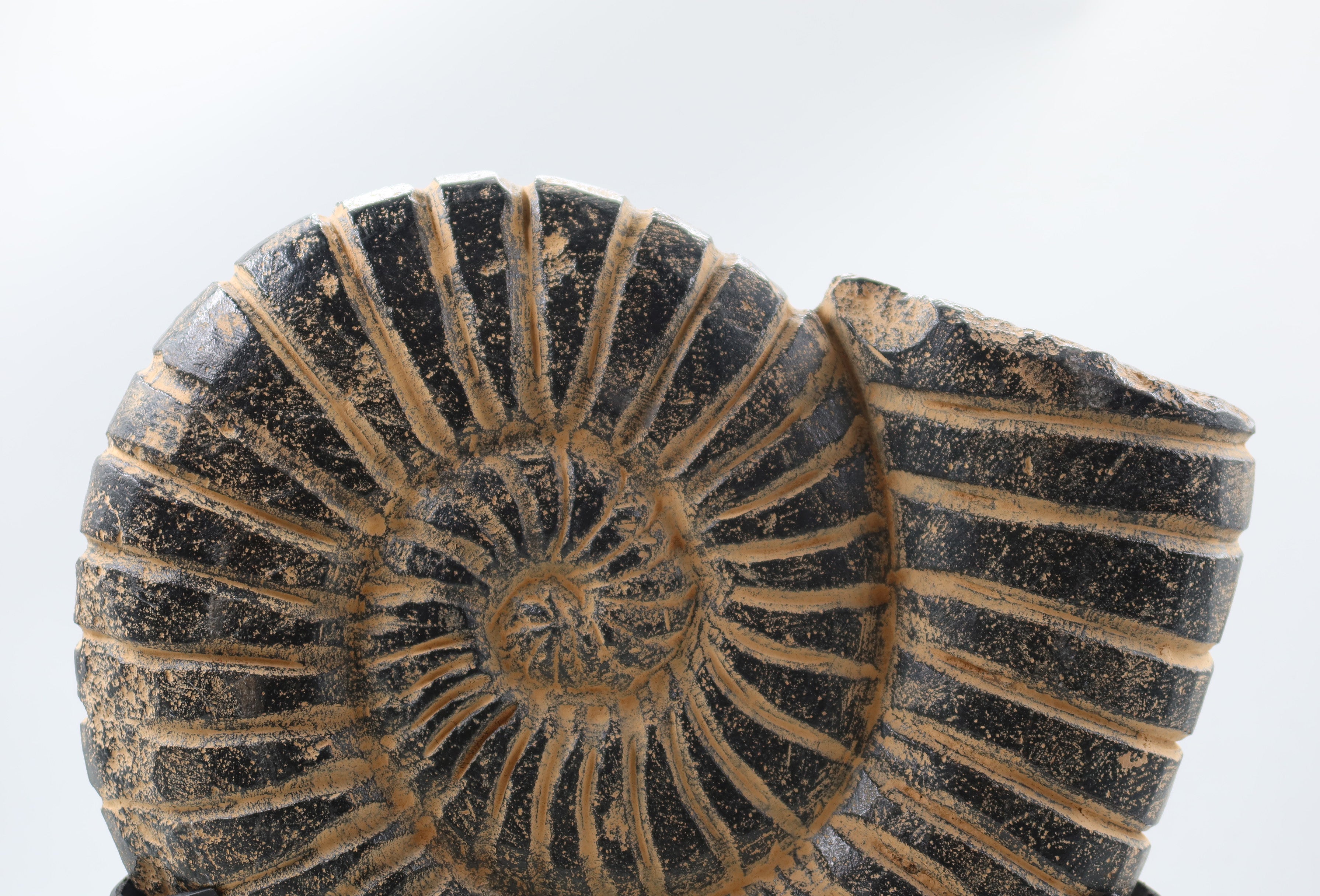 Ammonite Black Large