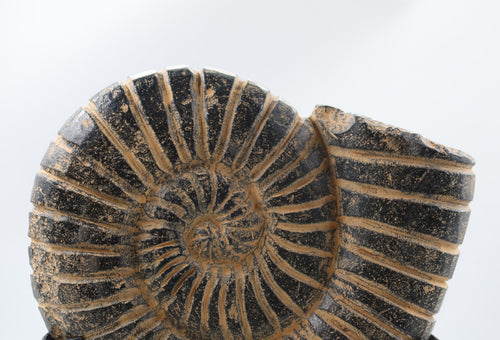Ammonite Black Large