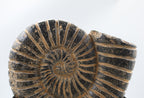 Ammonite Black Large