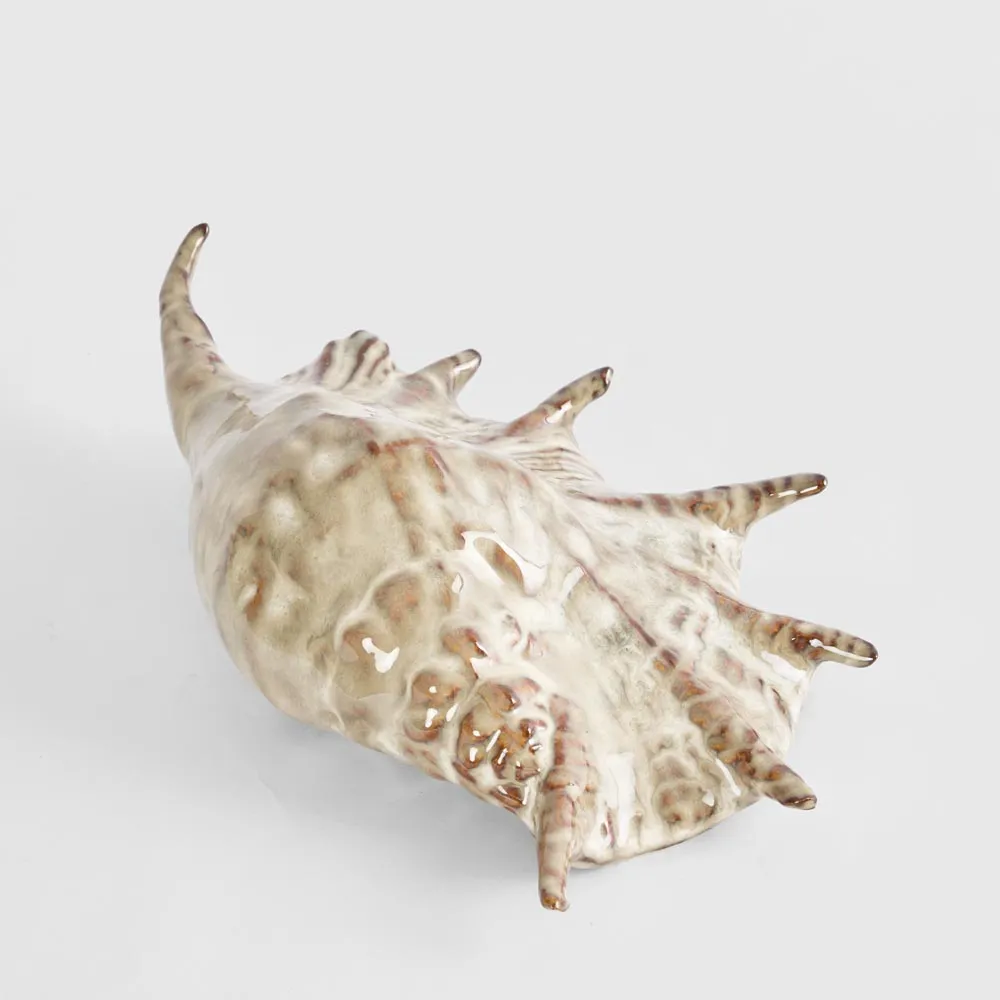 Conch Shell & Conch Spider