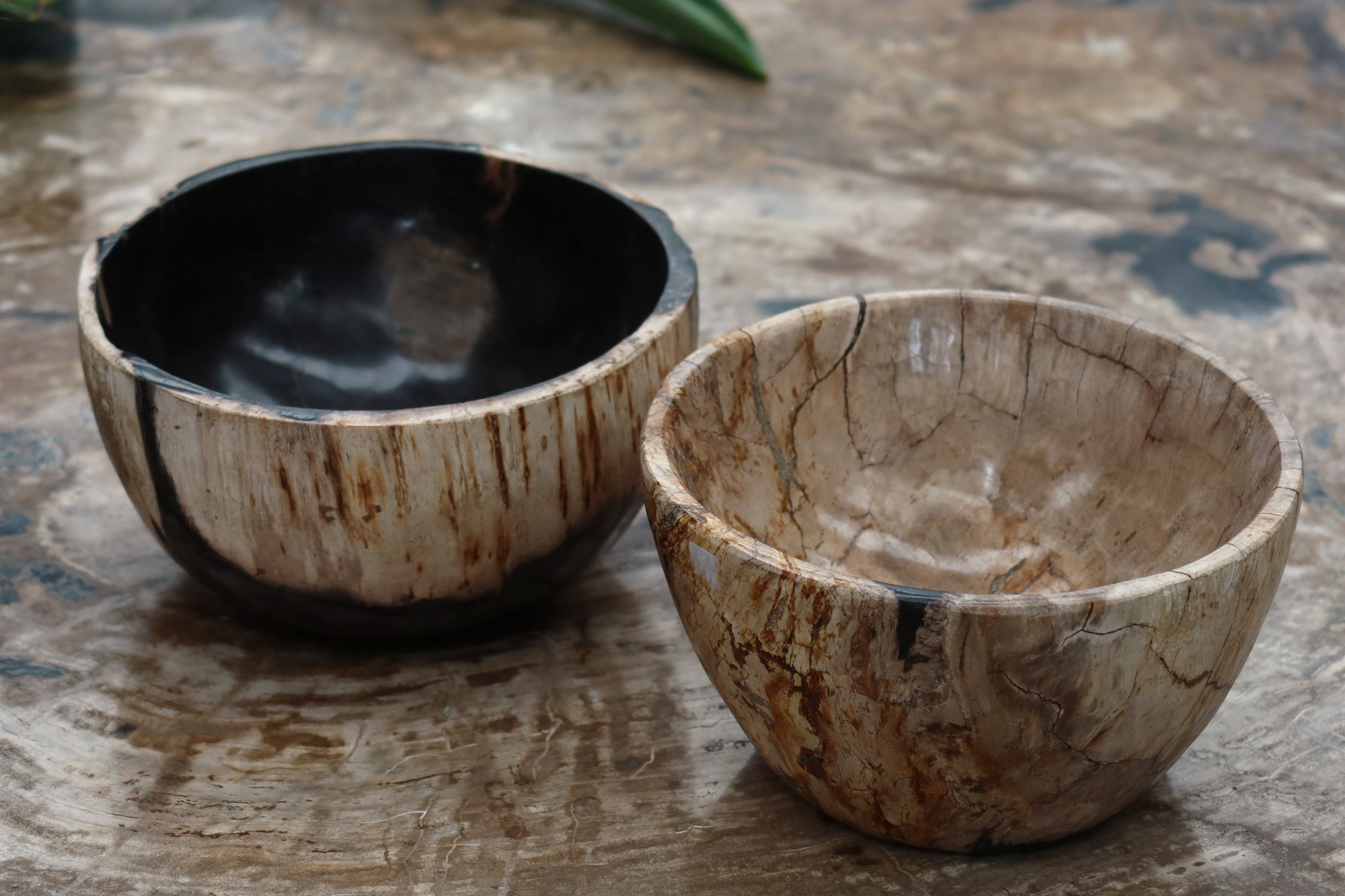 Petrified Wood Bowl