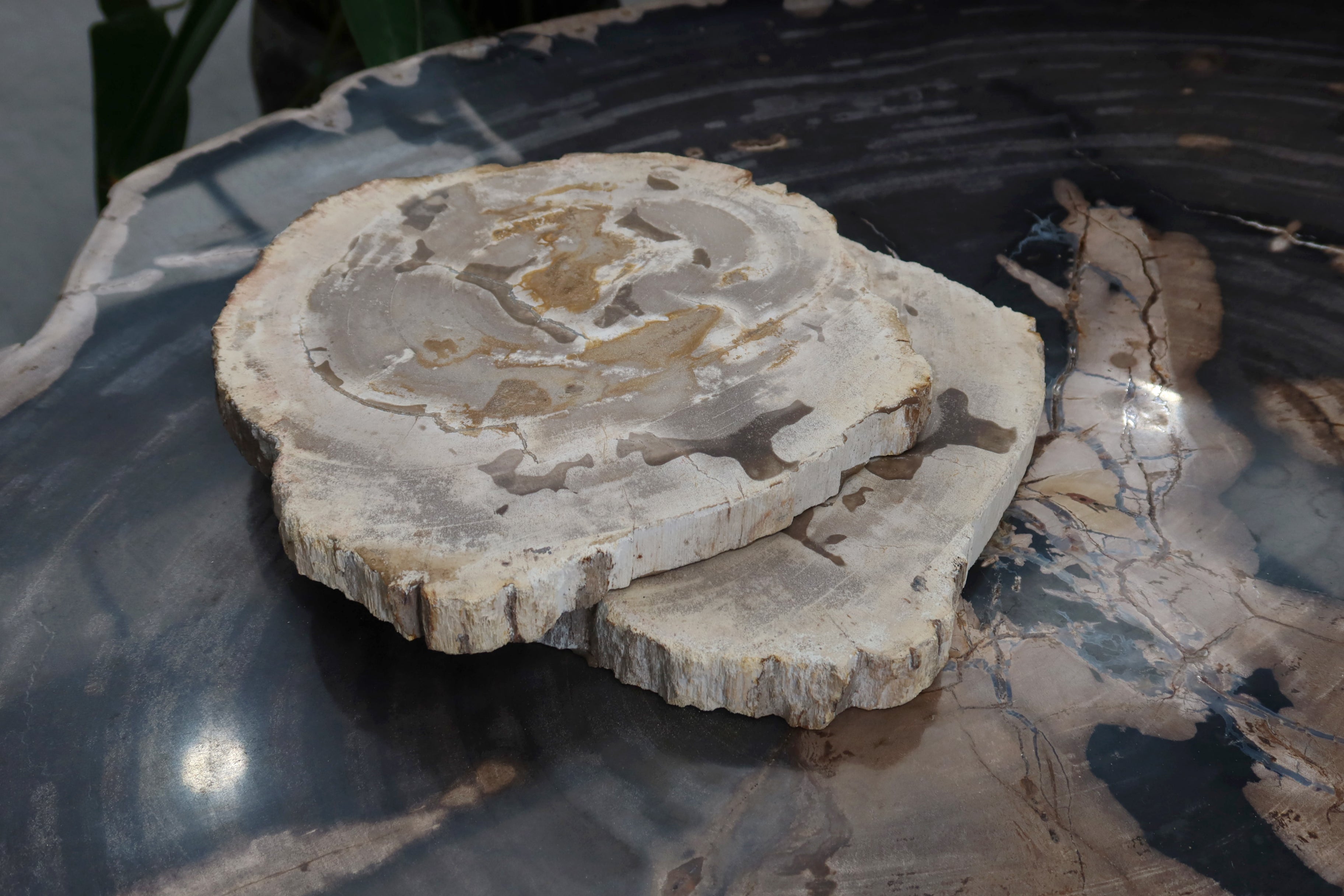 Petrified Wood Slice
