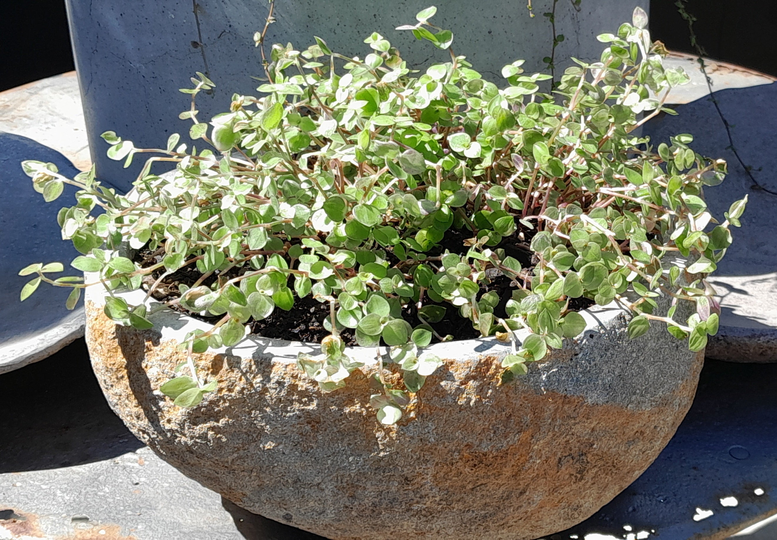 Organic Stone Pot Medium (With hole added)