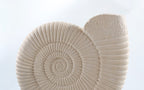 Ammonite White