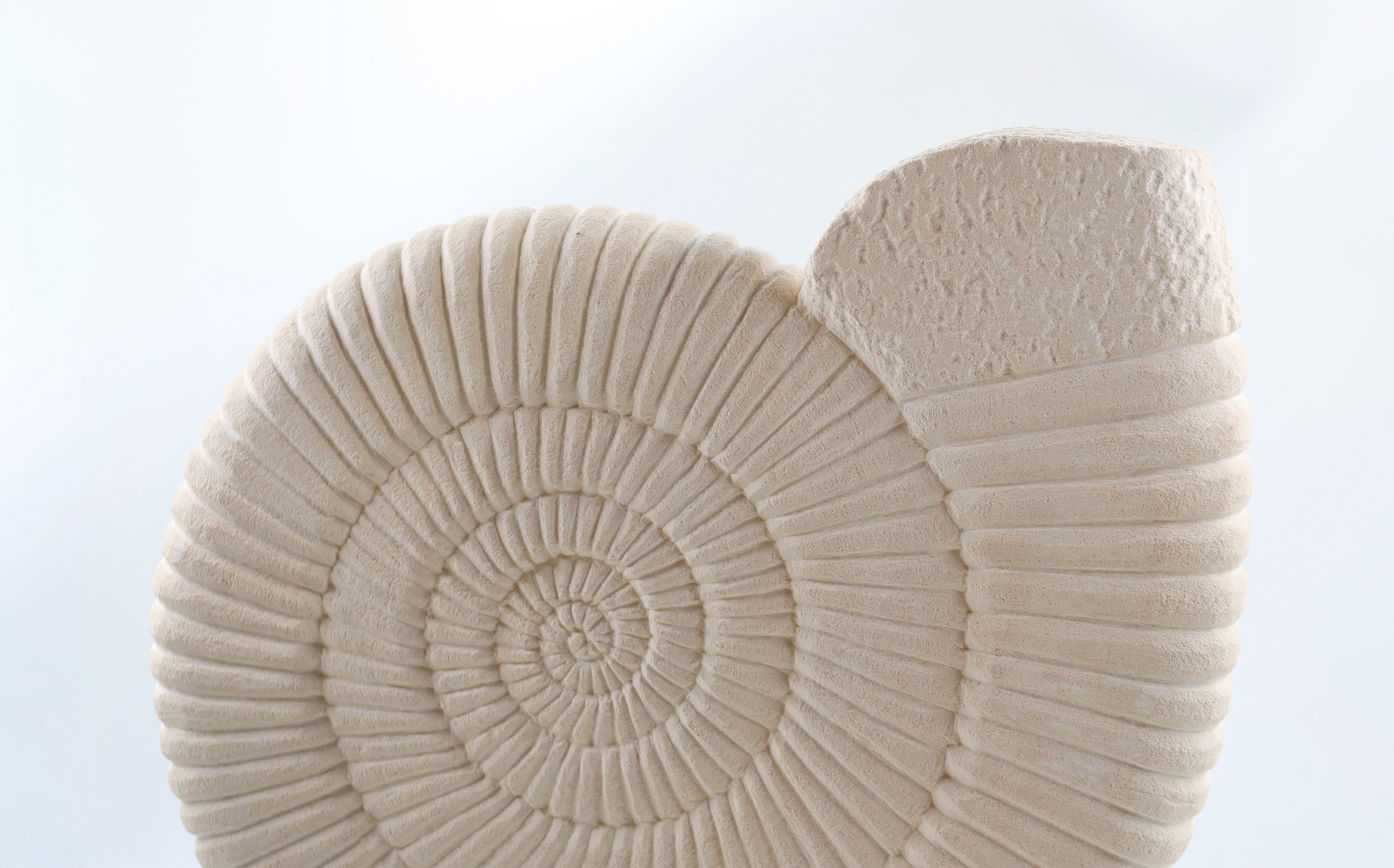 Ammonite White