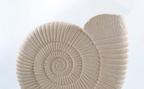 Ammonite White