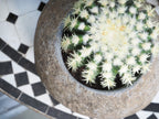 Organic Stone Cactus Pot Small