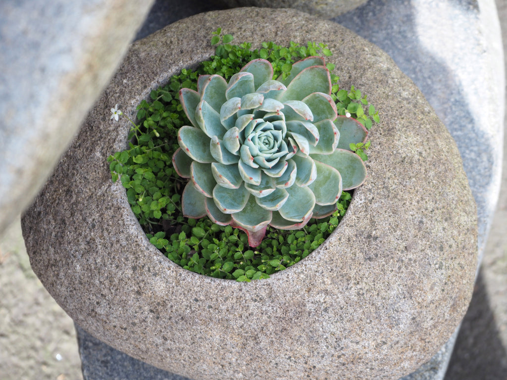 Organic Stone Cactus Pot Small
