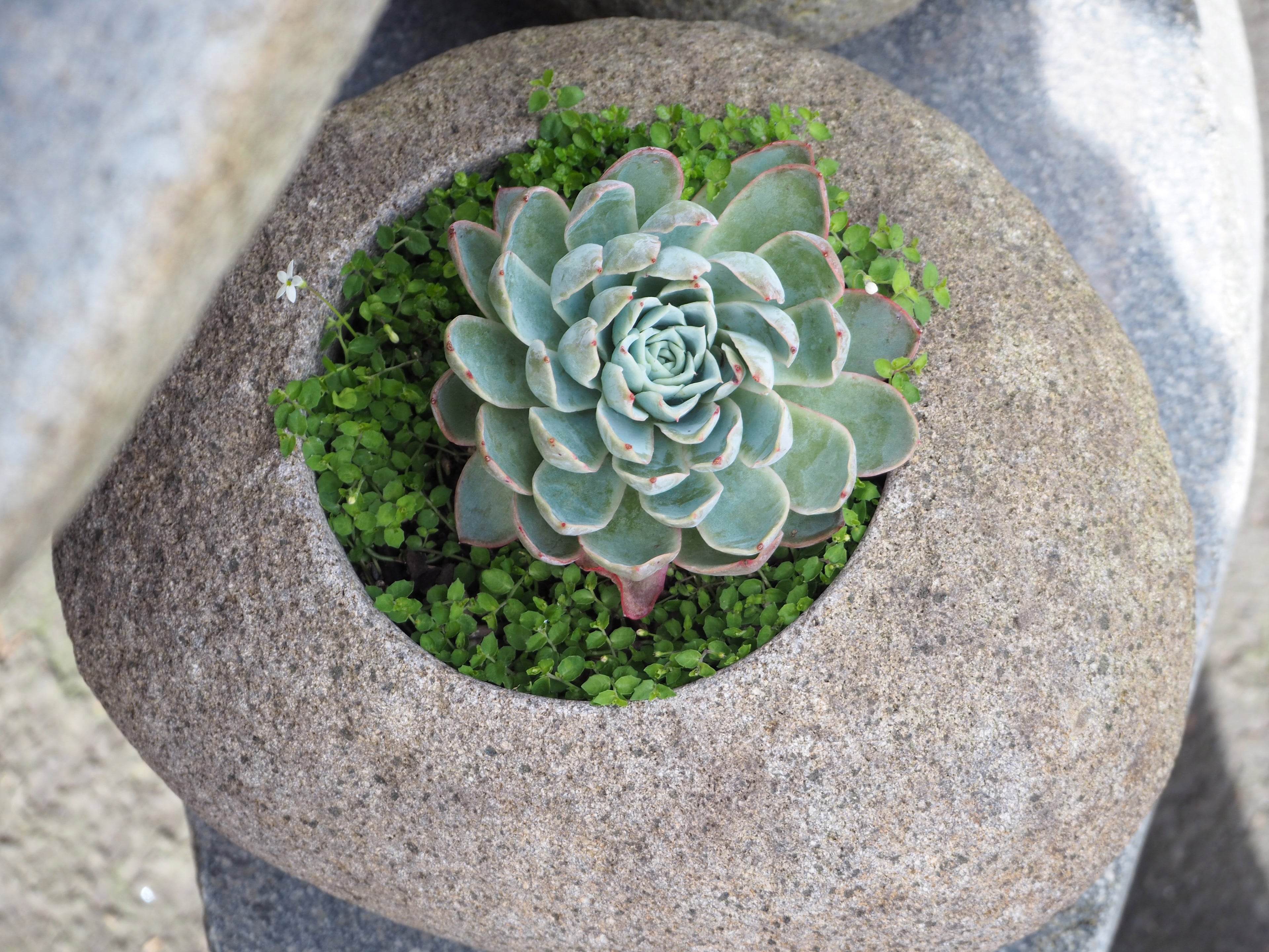 Organic Stone Cactus Pot Small