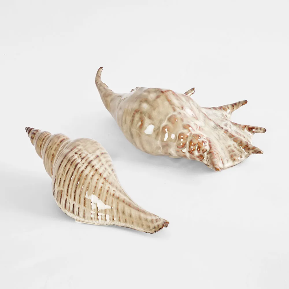 Conch Shell & Conch Spider