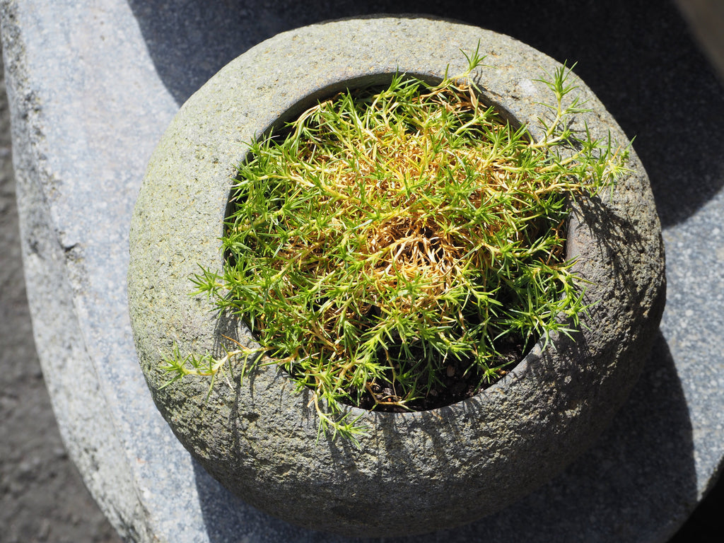 Organic Stone Cactus Pot Small