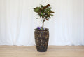 Atlantis Glaze Pot Blue/Brown
