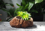 Lava Rock Pot