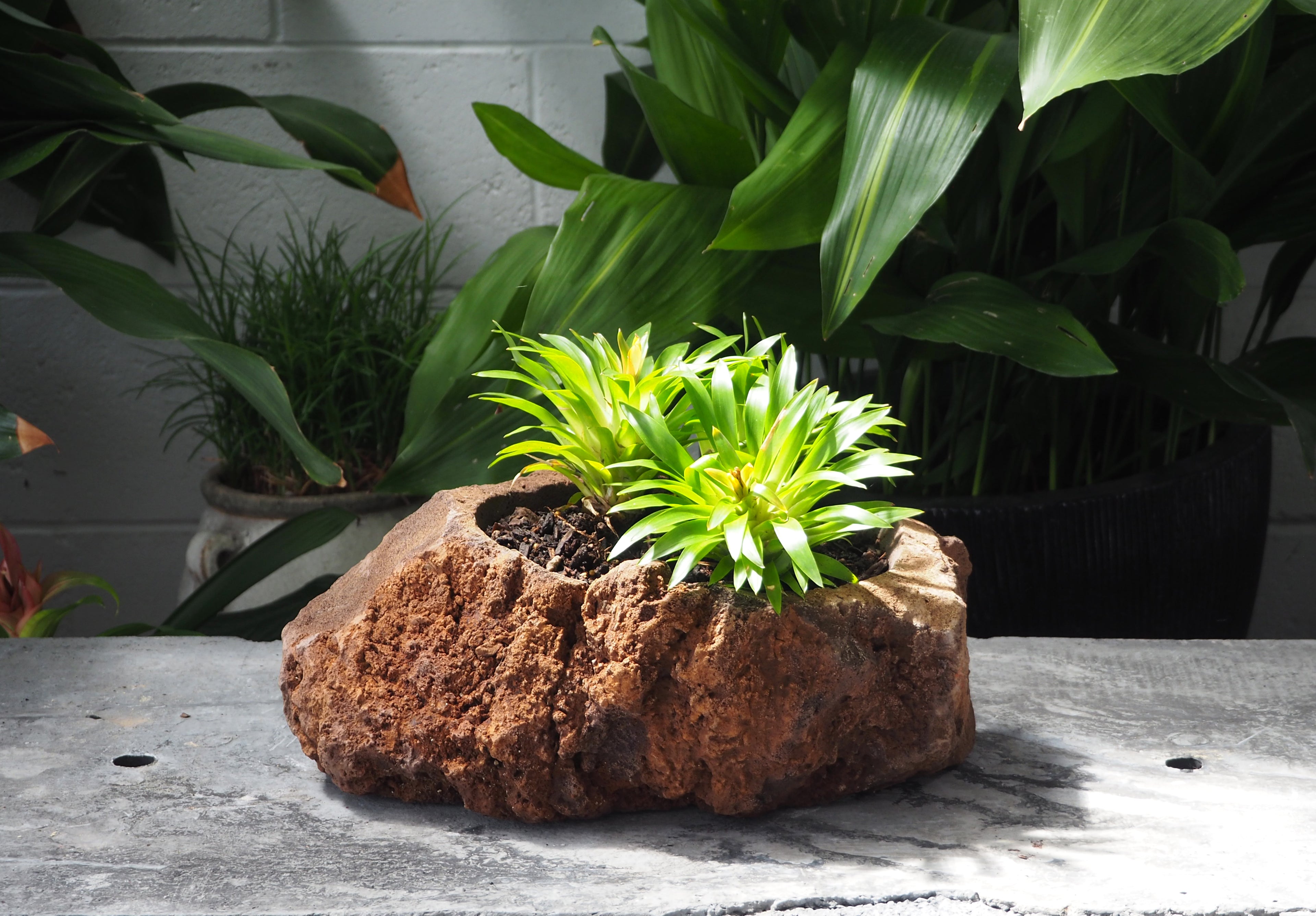 Lava Rock Pot
