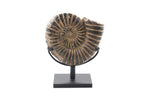Ammonite Black Large
