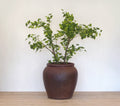 Pot Black Clay