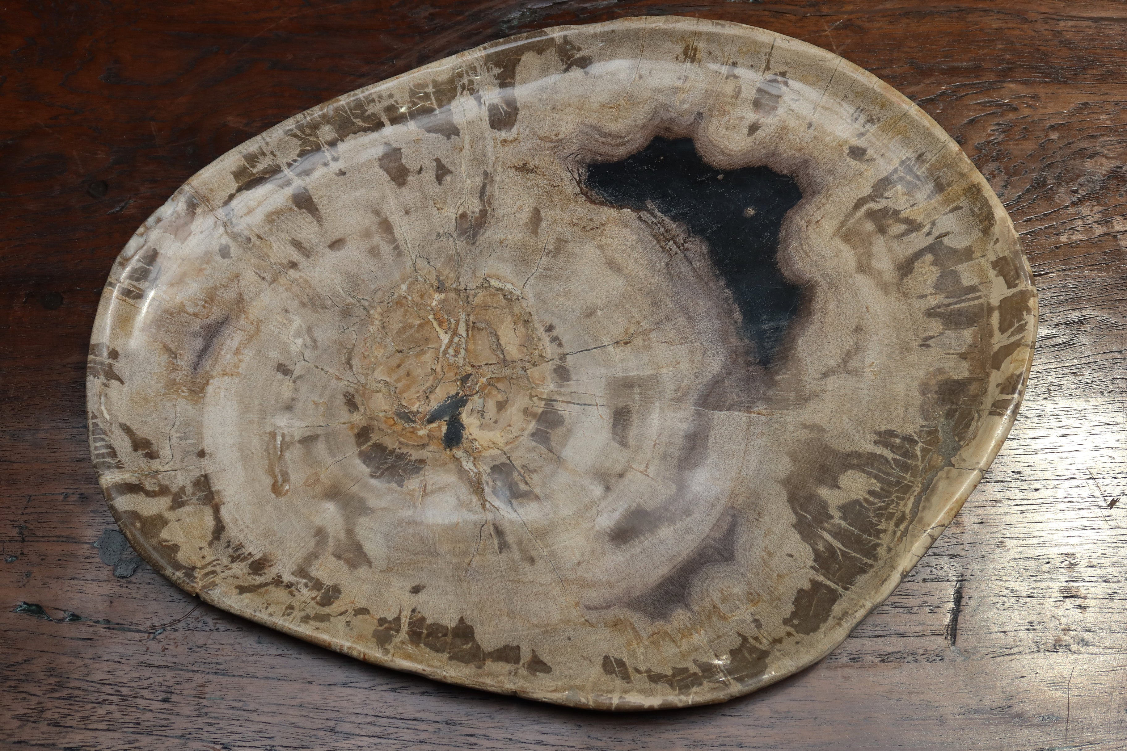 Petrified Wood Plate Medium