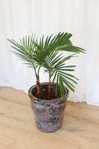 Atlantis Glaze Pot Coral Brown