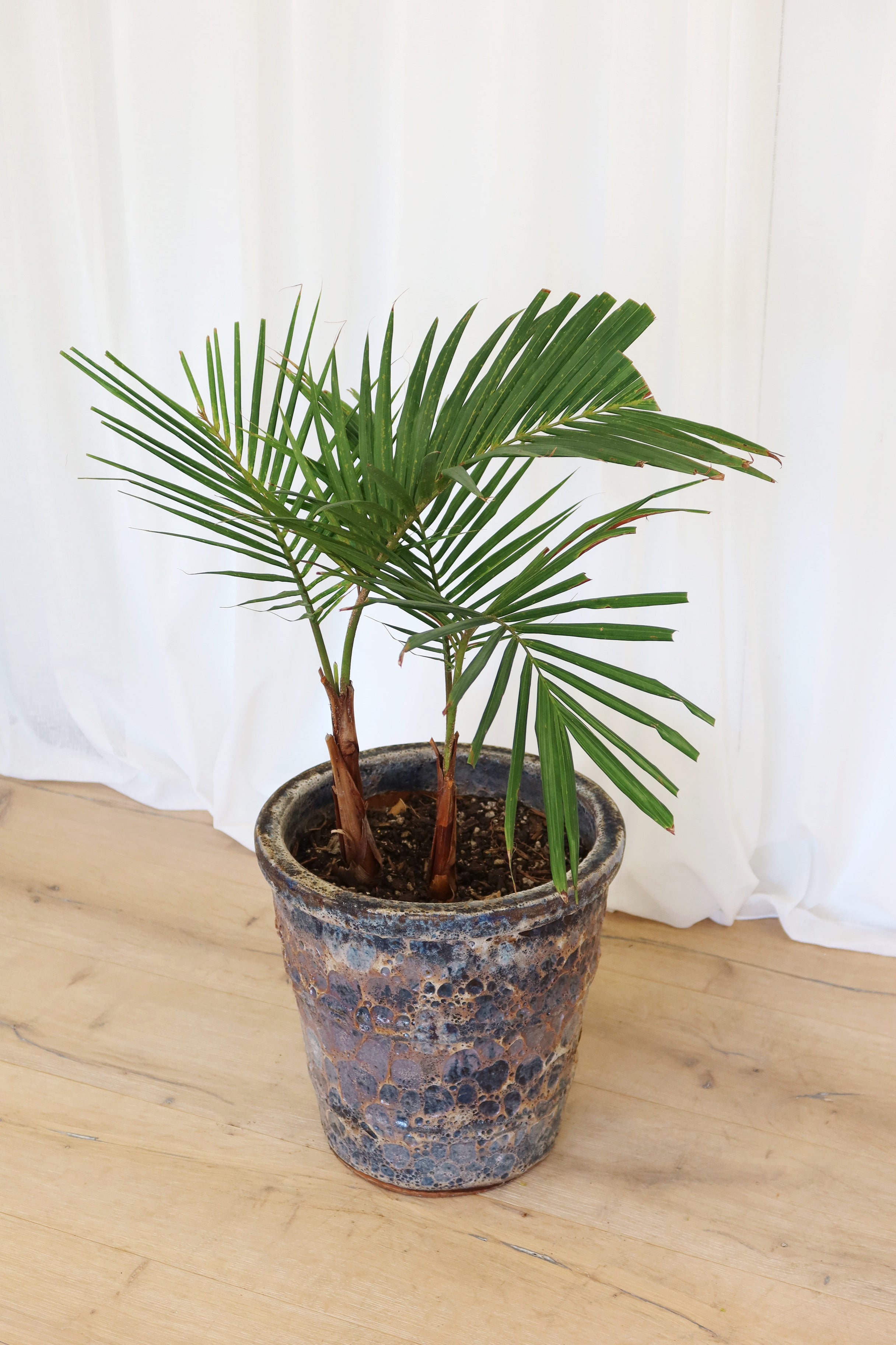Atlantis Glaze Pot Coral Brown