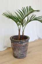 Atlantis Glaze Pot Coral Brown