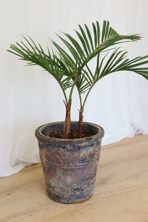 Atlantis Glaze Pot Coral Brown