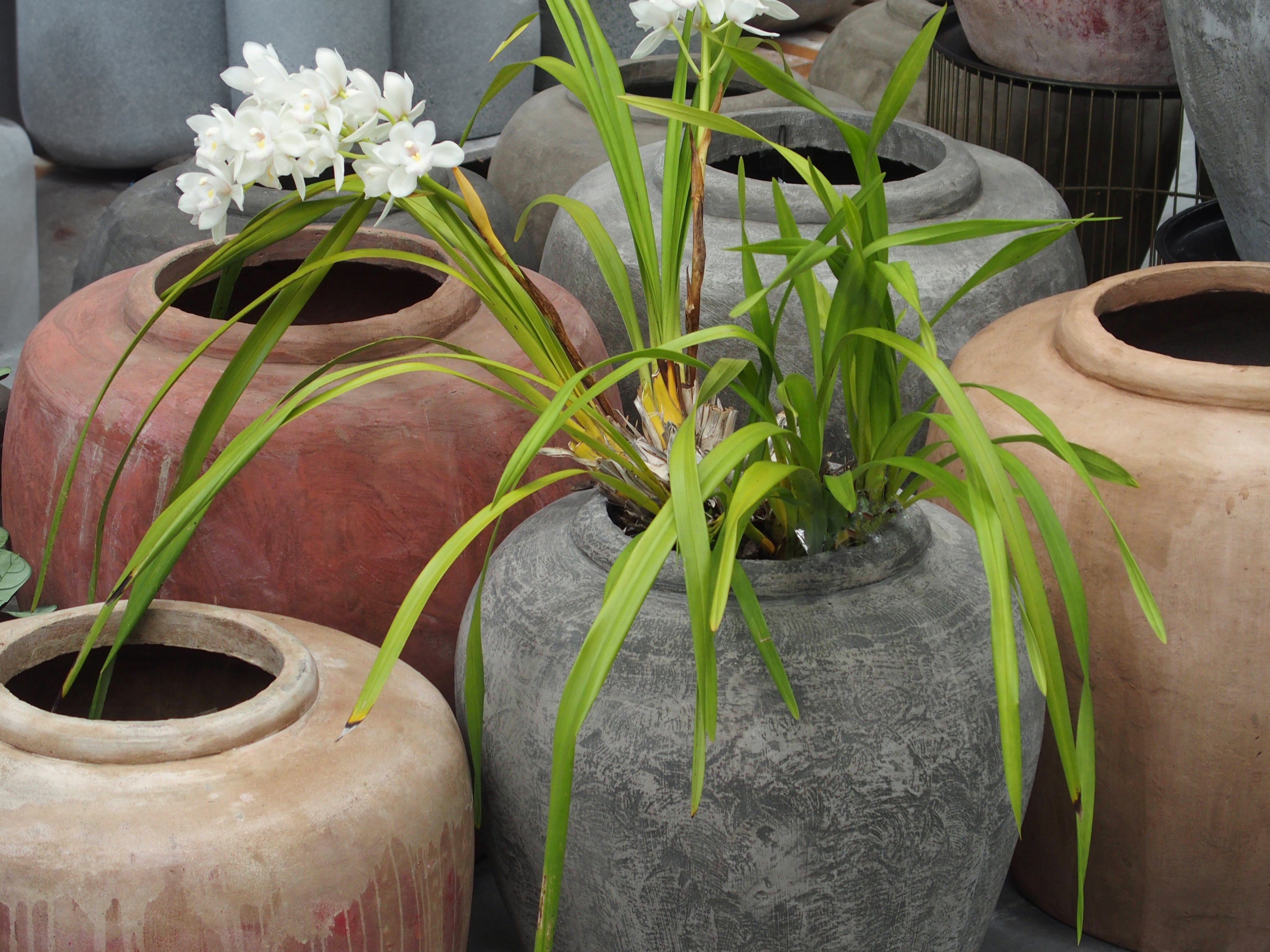 Pot Earthen