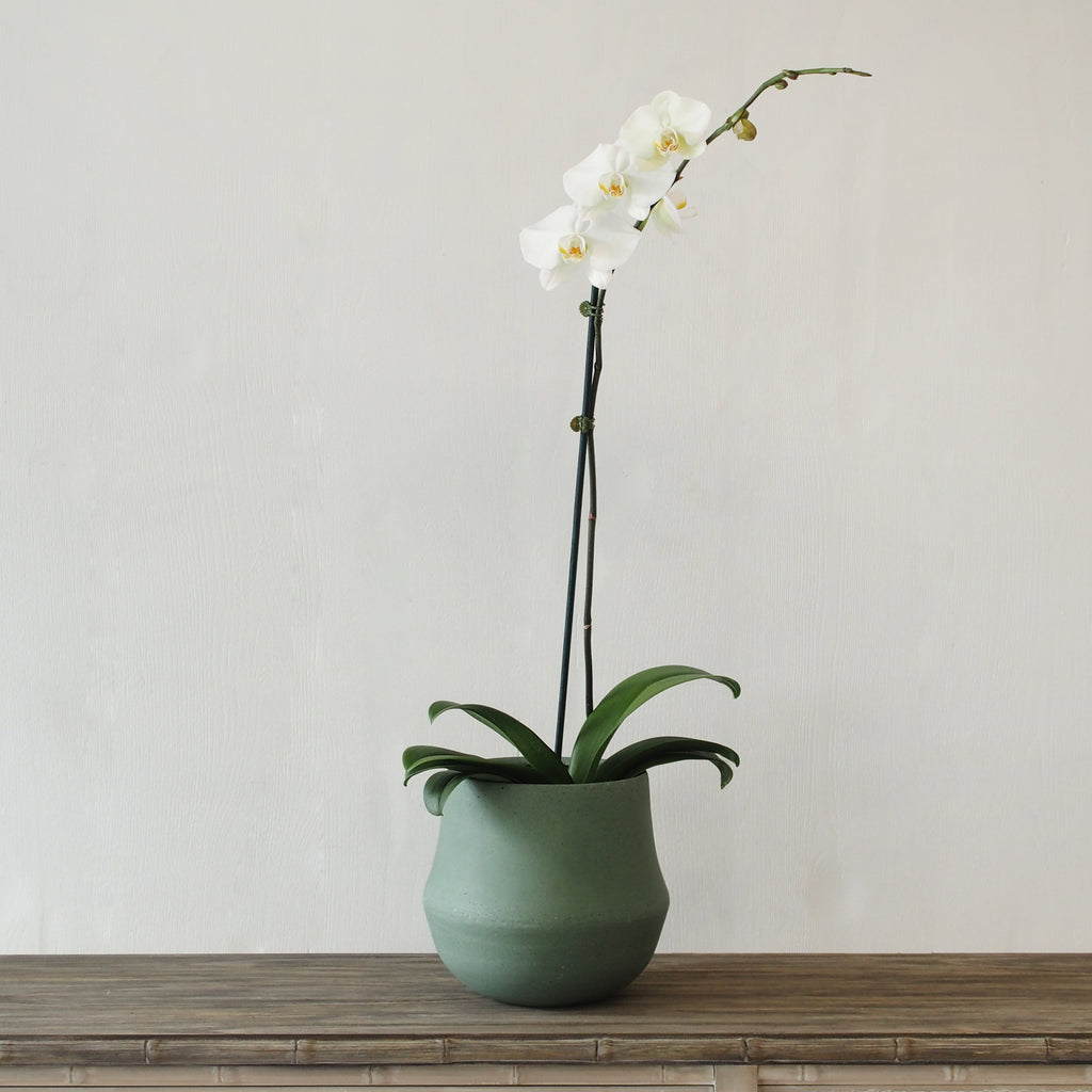 Planter Ana Olive/Clay Small
