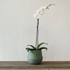 Planter Ana Olive/Clay Small