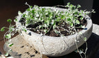 Organic Stone Pot Medium (With hole added)
