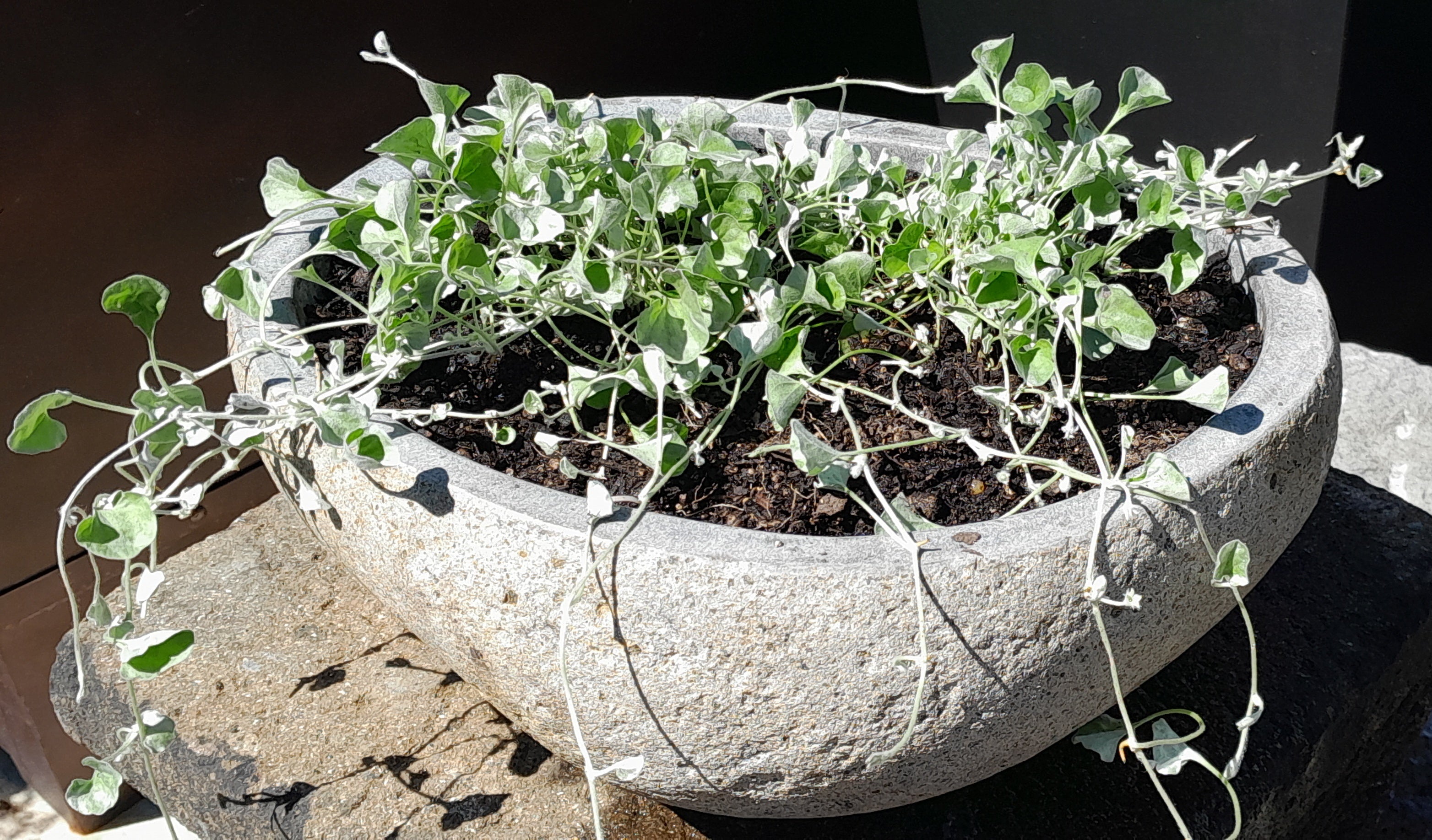 Organic Stone Pot Medium (With hole added)
