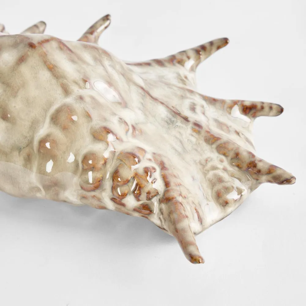 Conch Shell & Conch Spider