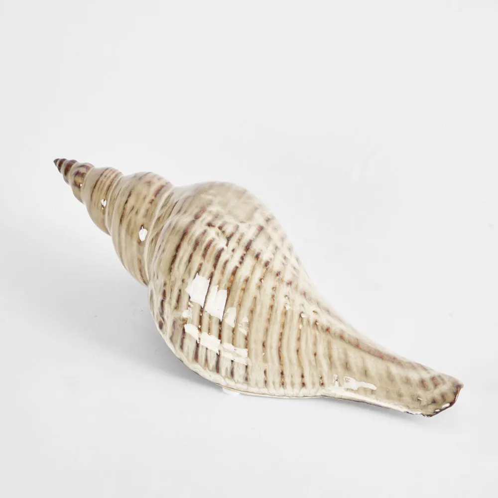 Conch Shell & Conch Spider