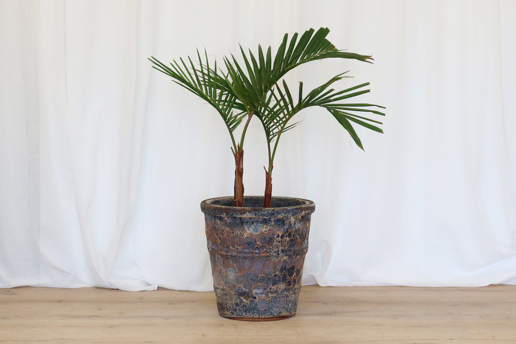 Atlantis Glaze Pot Coral Brown