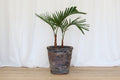 Atlantis Glaze Pot Coral Brown