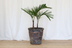 Atlantis Glaze Pot Coral Brown