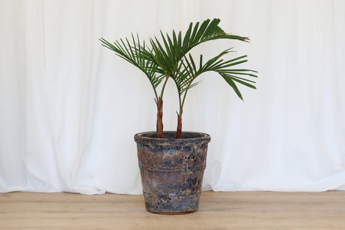 Atlantis Glaze Pot Coral Brown