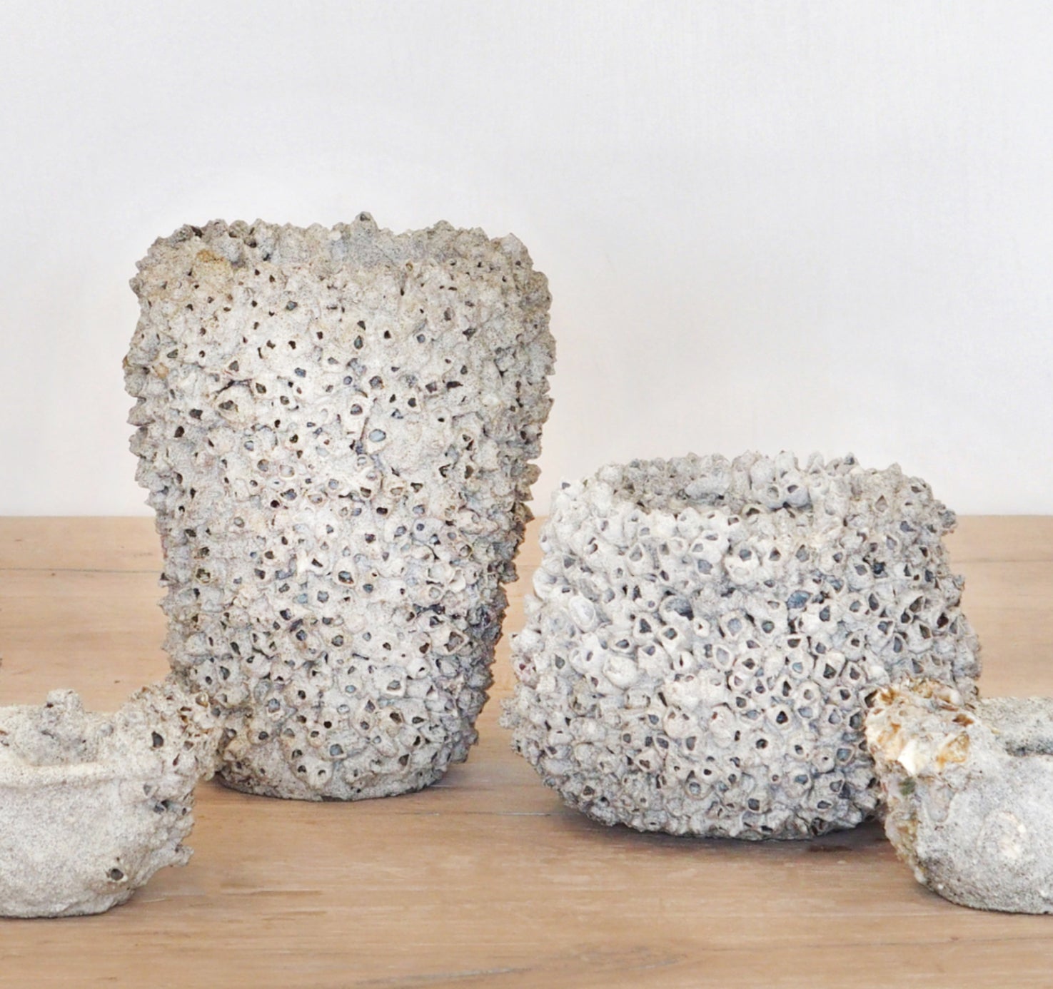 Barnacle Pot Small