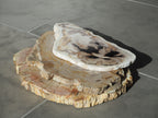 Petrified Wood Slice