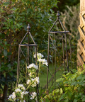 Trellis Ivy Plant