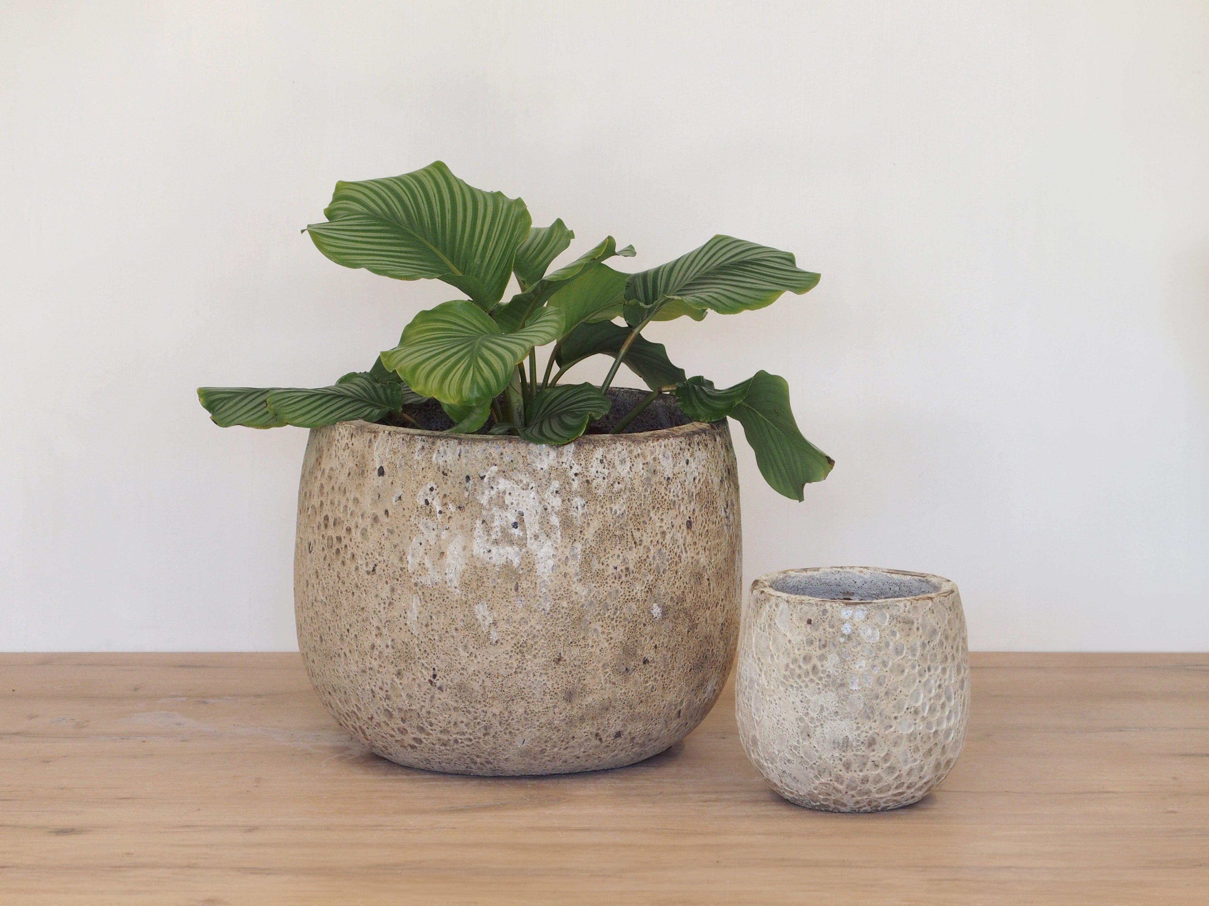 Atlantis Glaze Pot Coral White