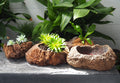 Lava Rock Pot