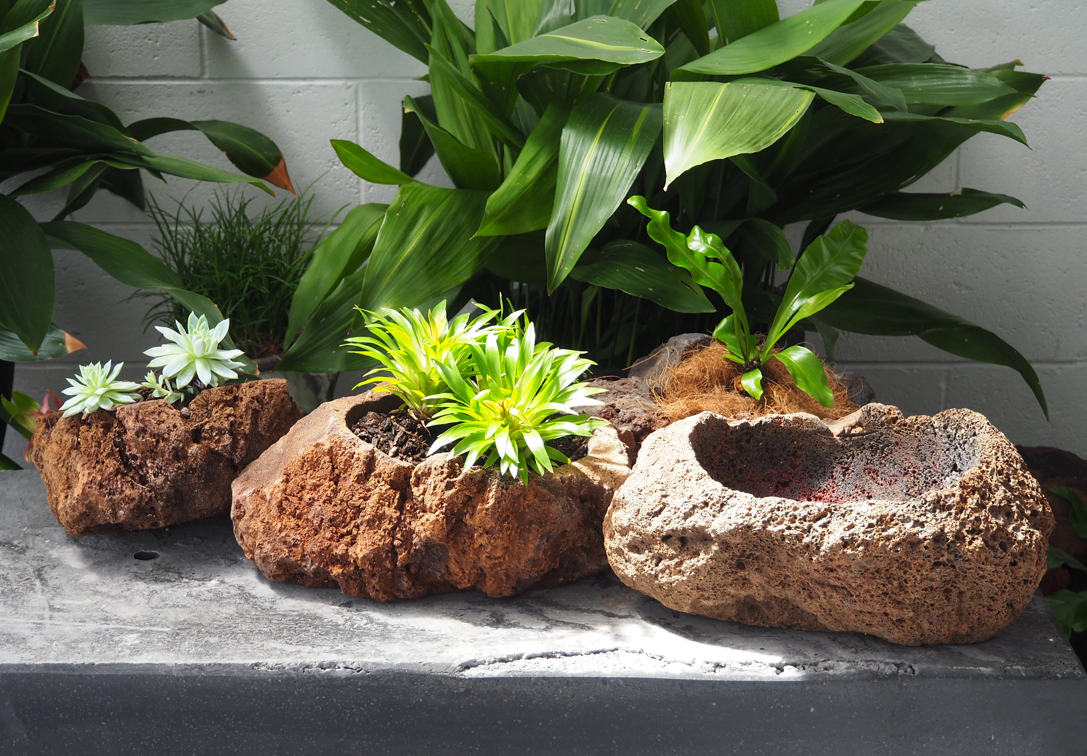 Lava Rock Pot