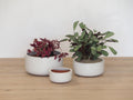 Pot Flat Bowl White