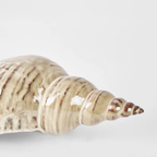 Conch Shell & Conch Spider