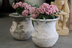 Pot Bluebell